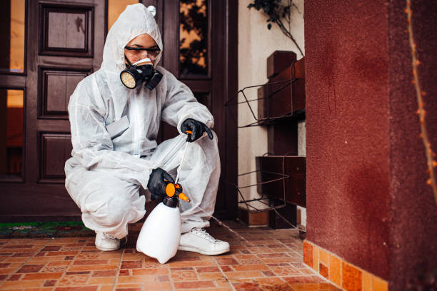 Attic and Crawl Space Rodent Treatment in South Amherst
