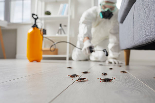 Commercial Rodent Management in South Amherst